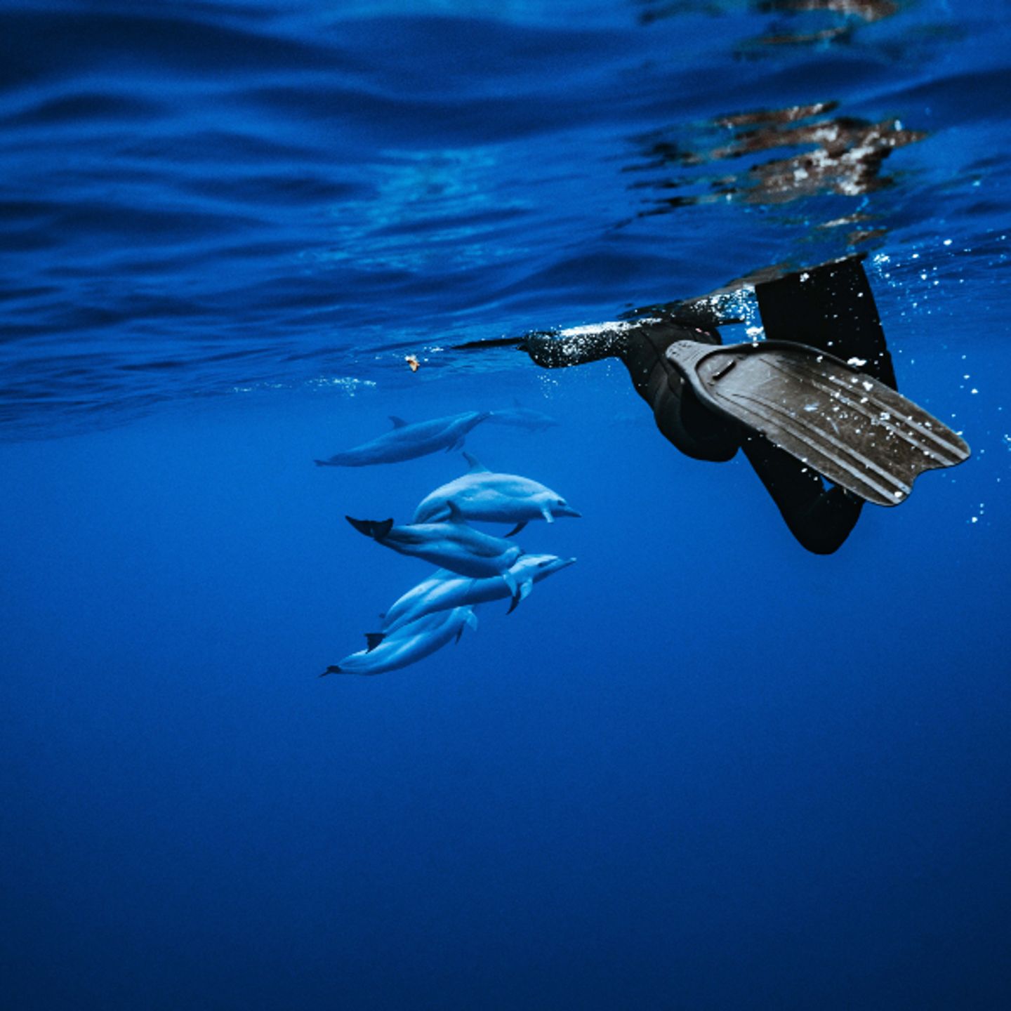 Person swimming with dolphins
