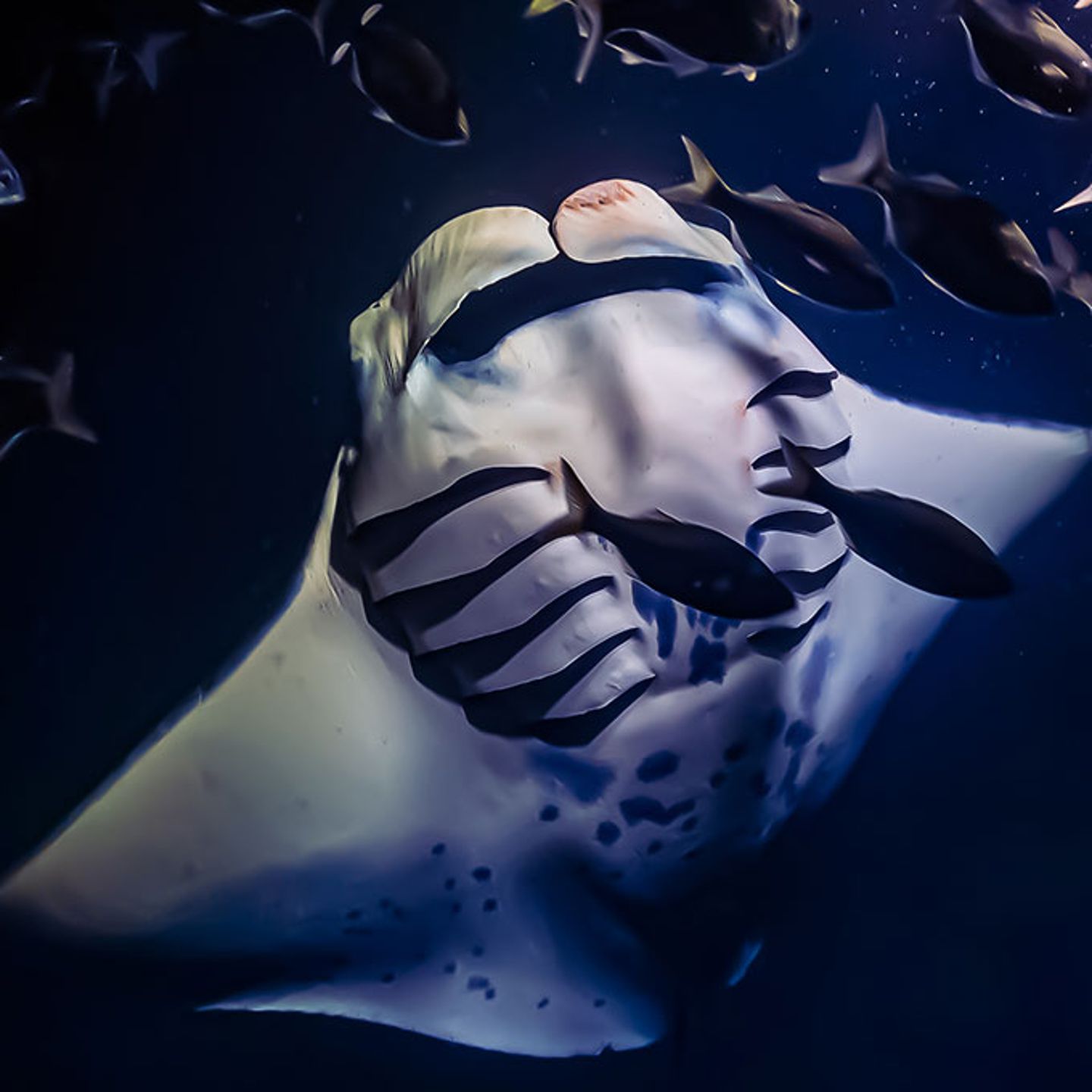 Manta Ray Snorkel