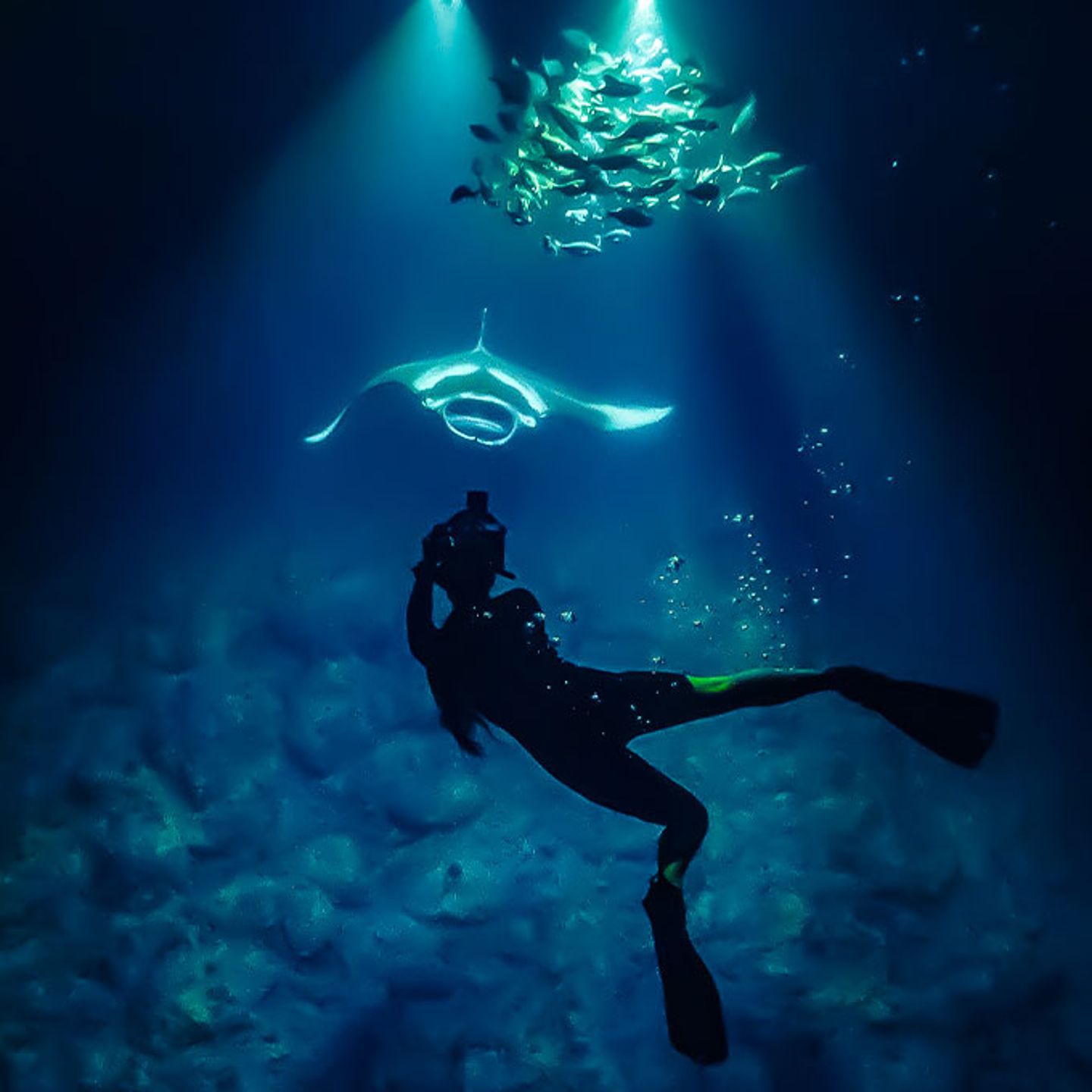 Snorkel with Manta Ray