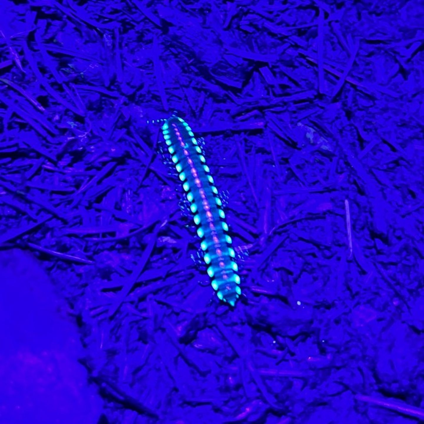 Caterpillar at night