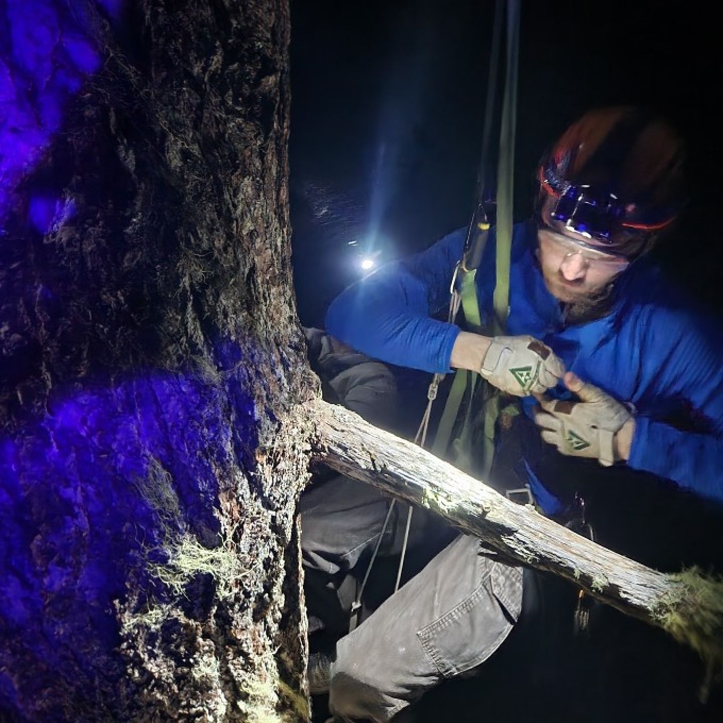 Person climbing tree