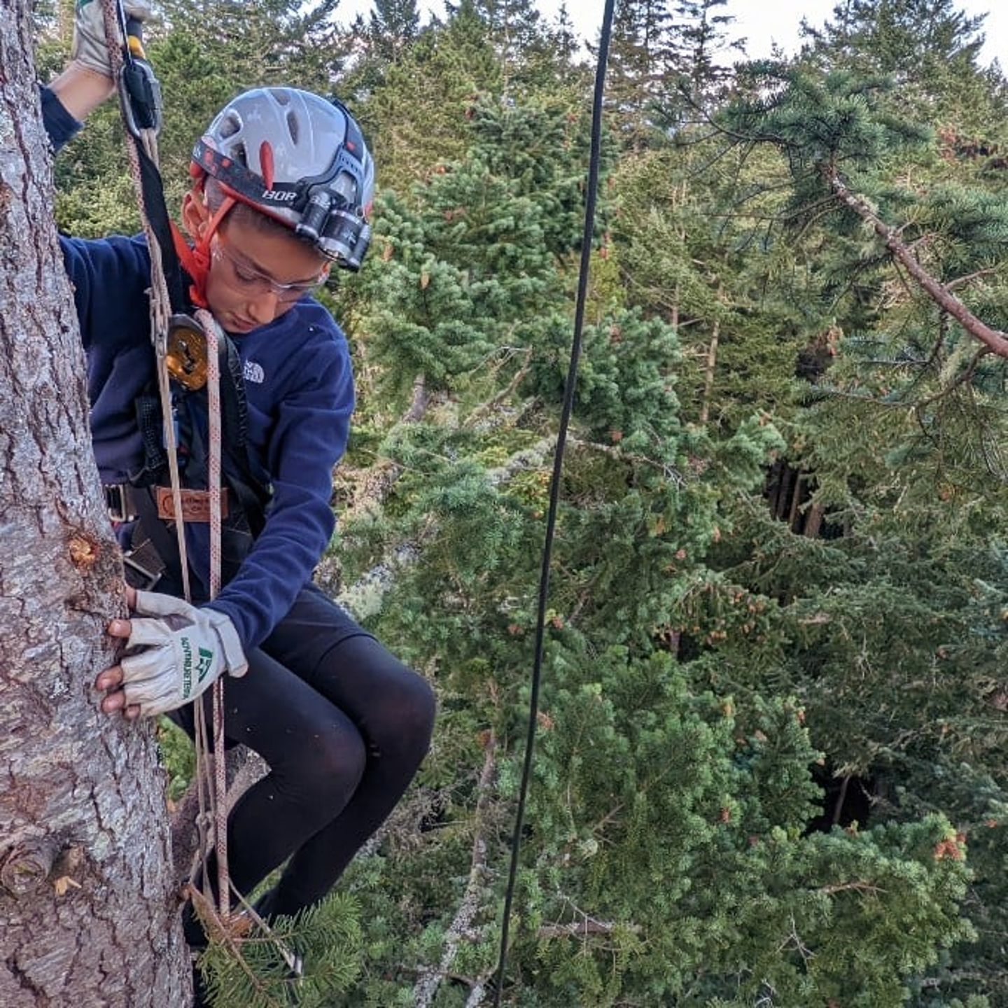 Person climbing tree