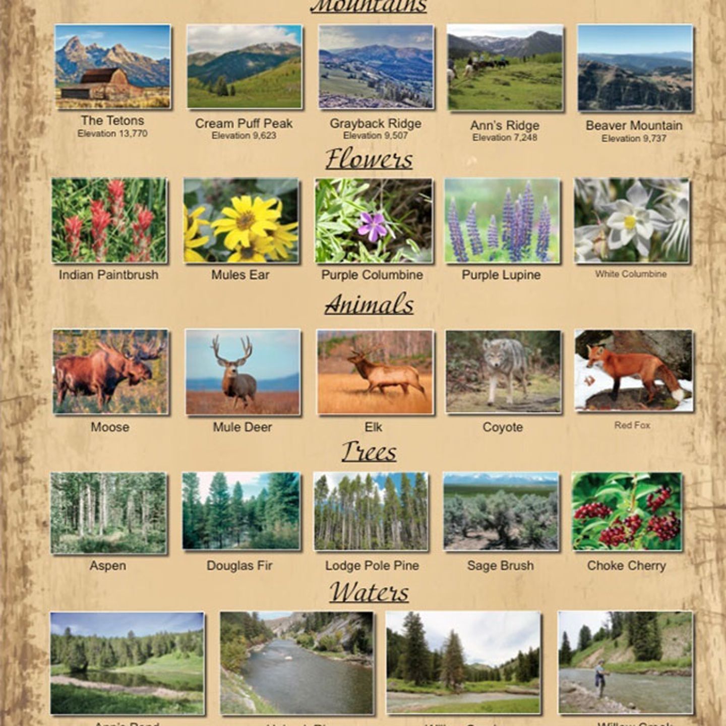 Different Animals and Foliage