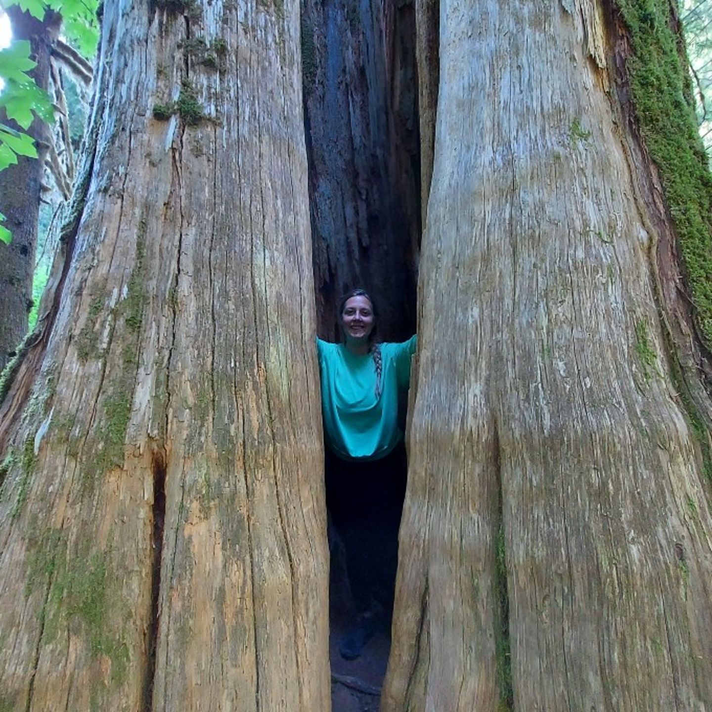 Person in tree