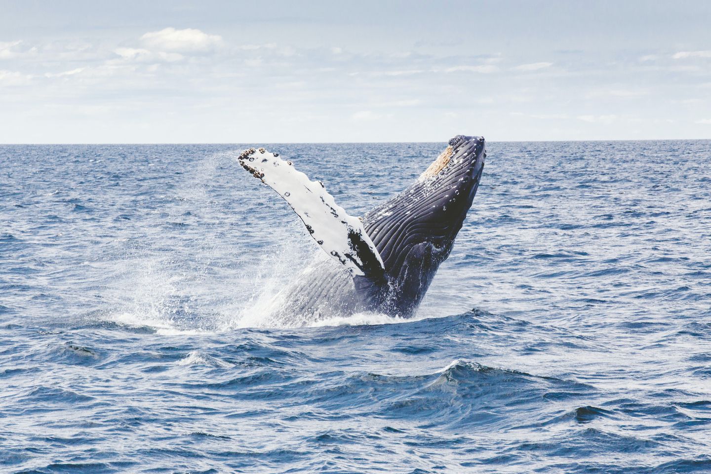 Whale breaching