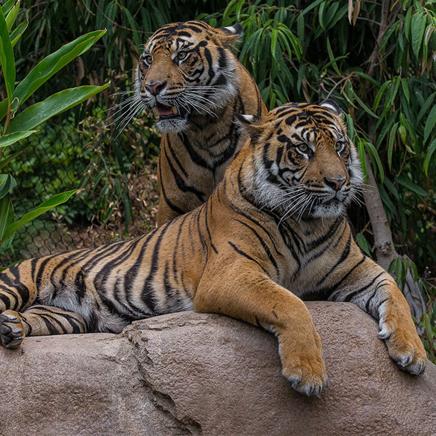 Tigers