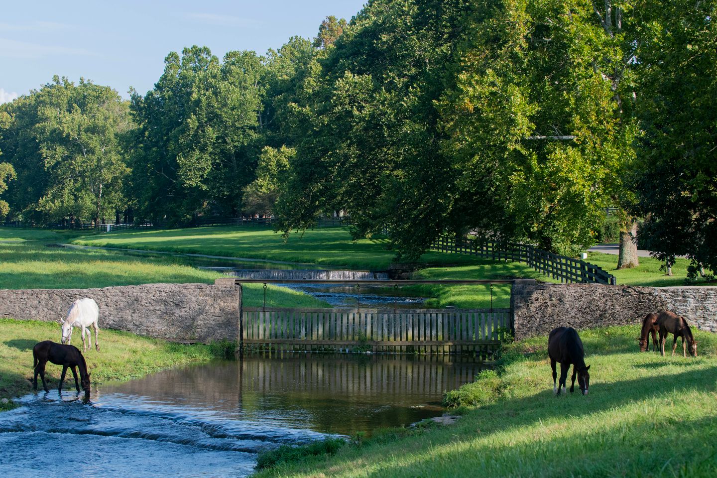 Farm Horse Tour
