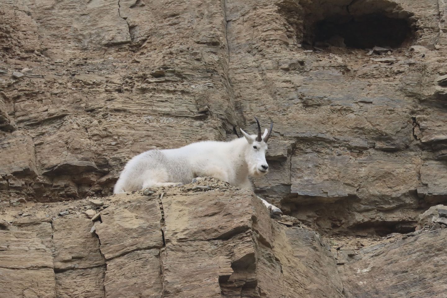 Mountain Goat