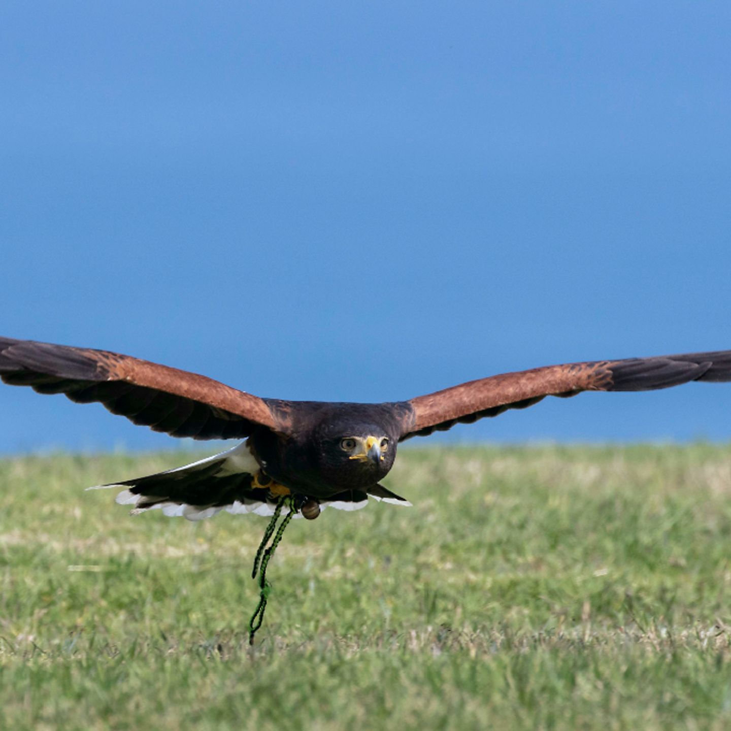 Falcon flying