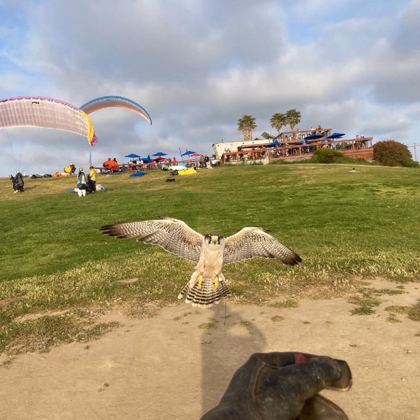 Falcon up close