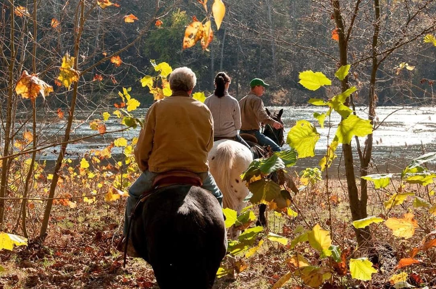 Horses on trail
