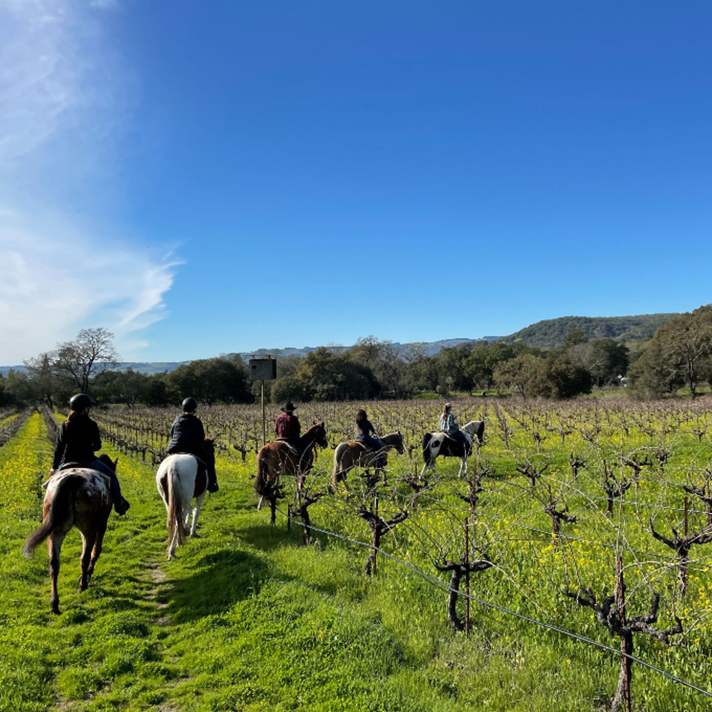 Group riding in vineyard