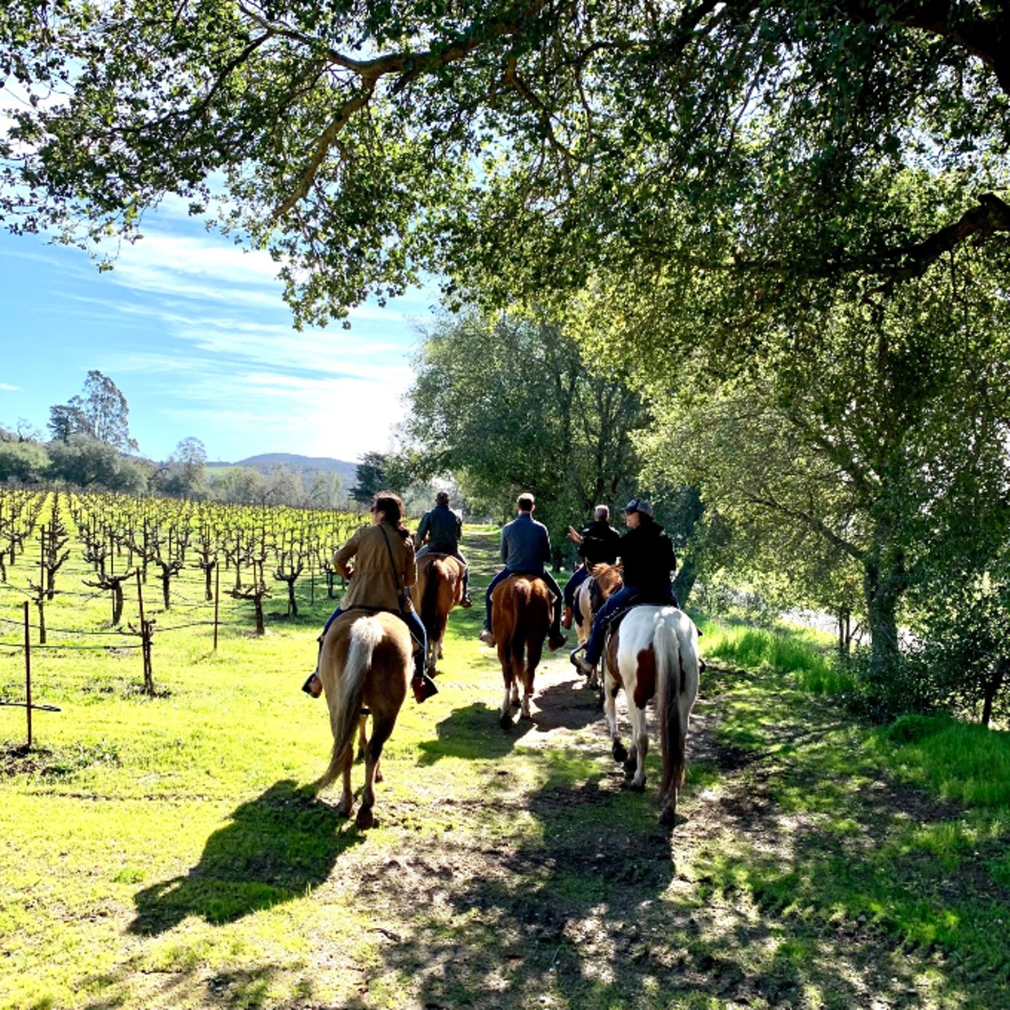 Group riding through vineyard