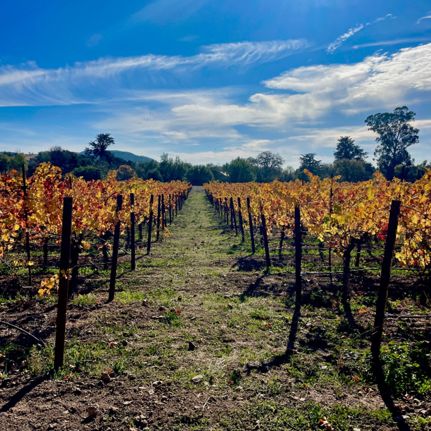 Vineyard