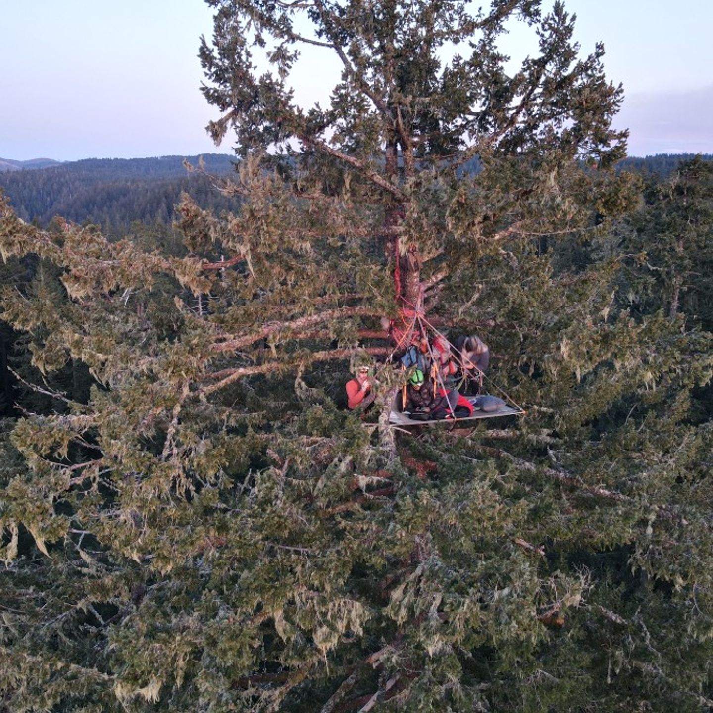 Tree camping