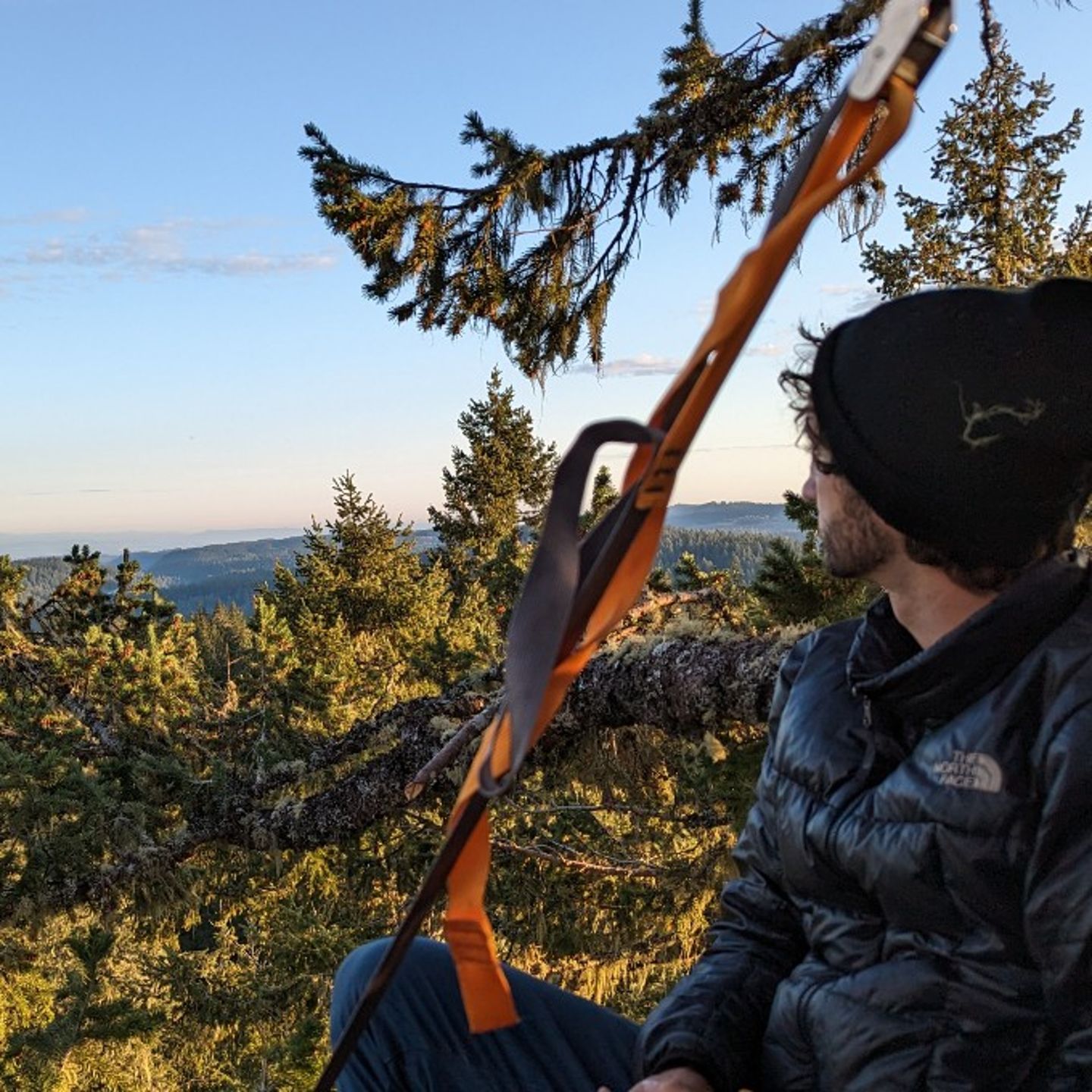 Man in tree looking at view