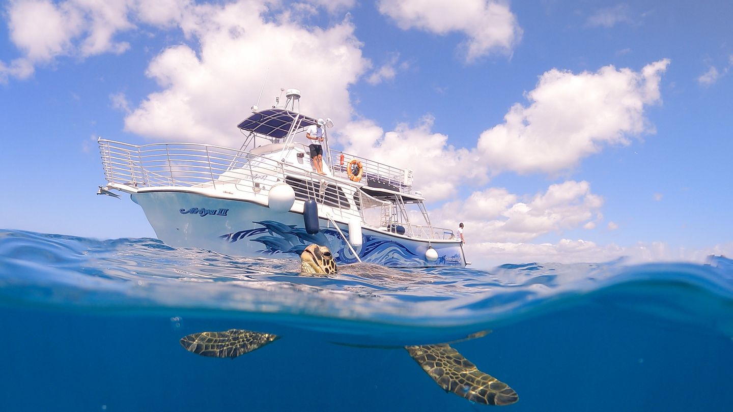 Boat with turtle