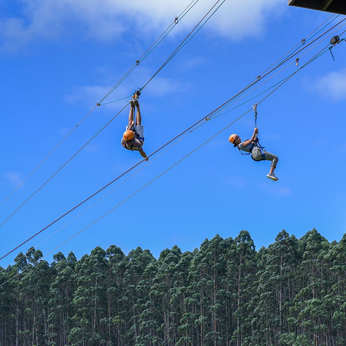 Zipline near Umauma Falls