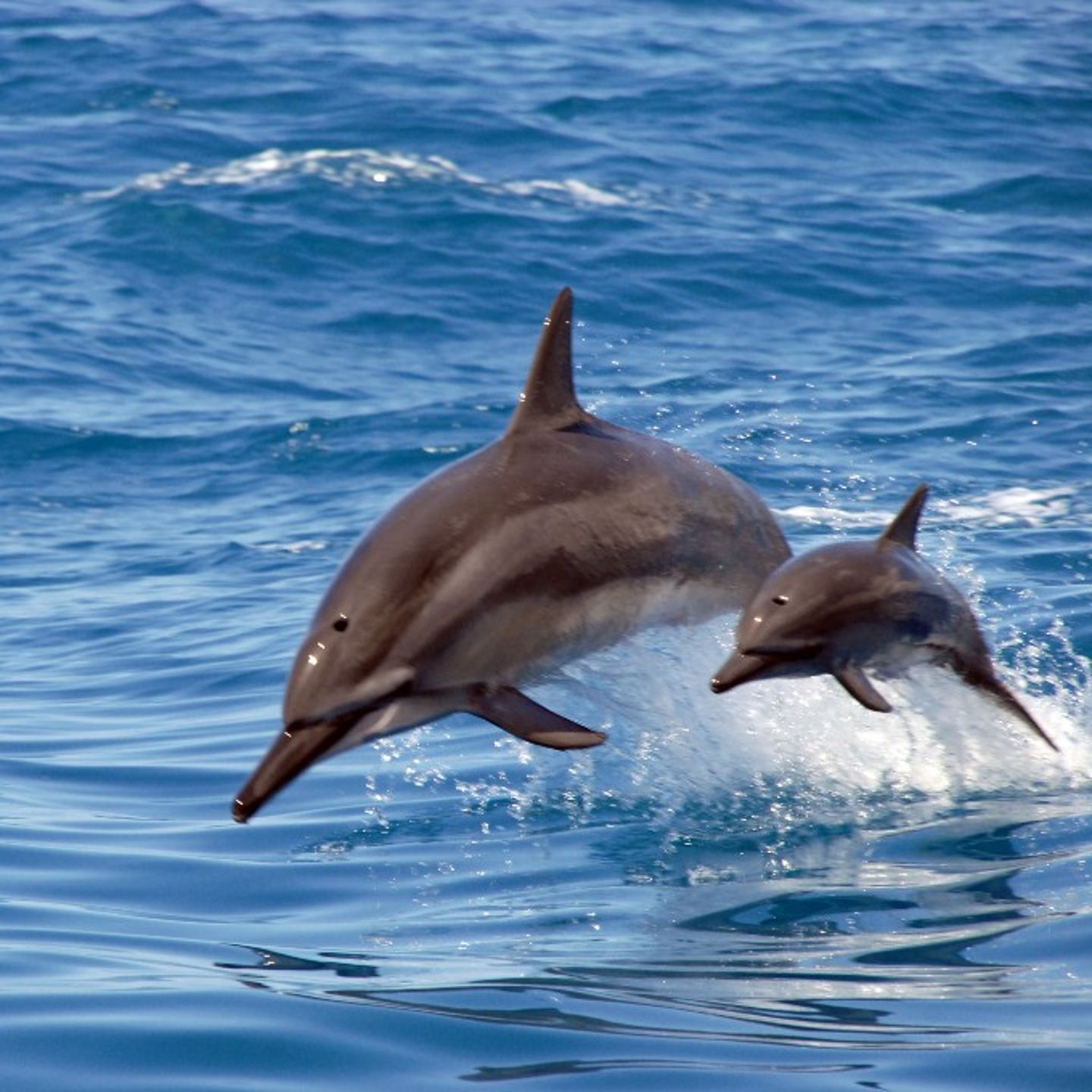 Dolphins Jumping