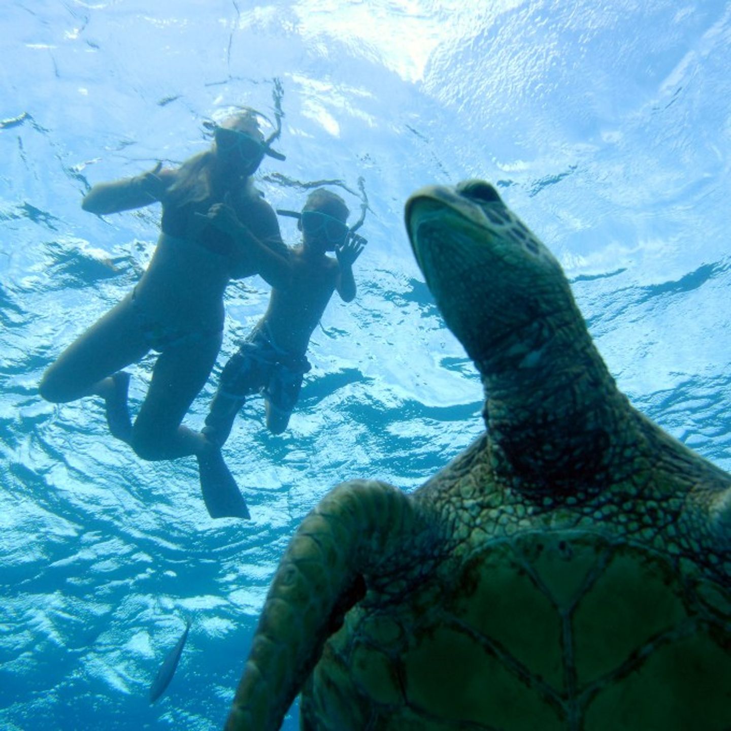 Snorkeling with Turtles 