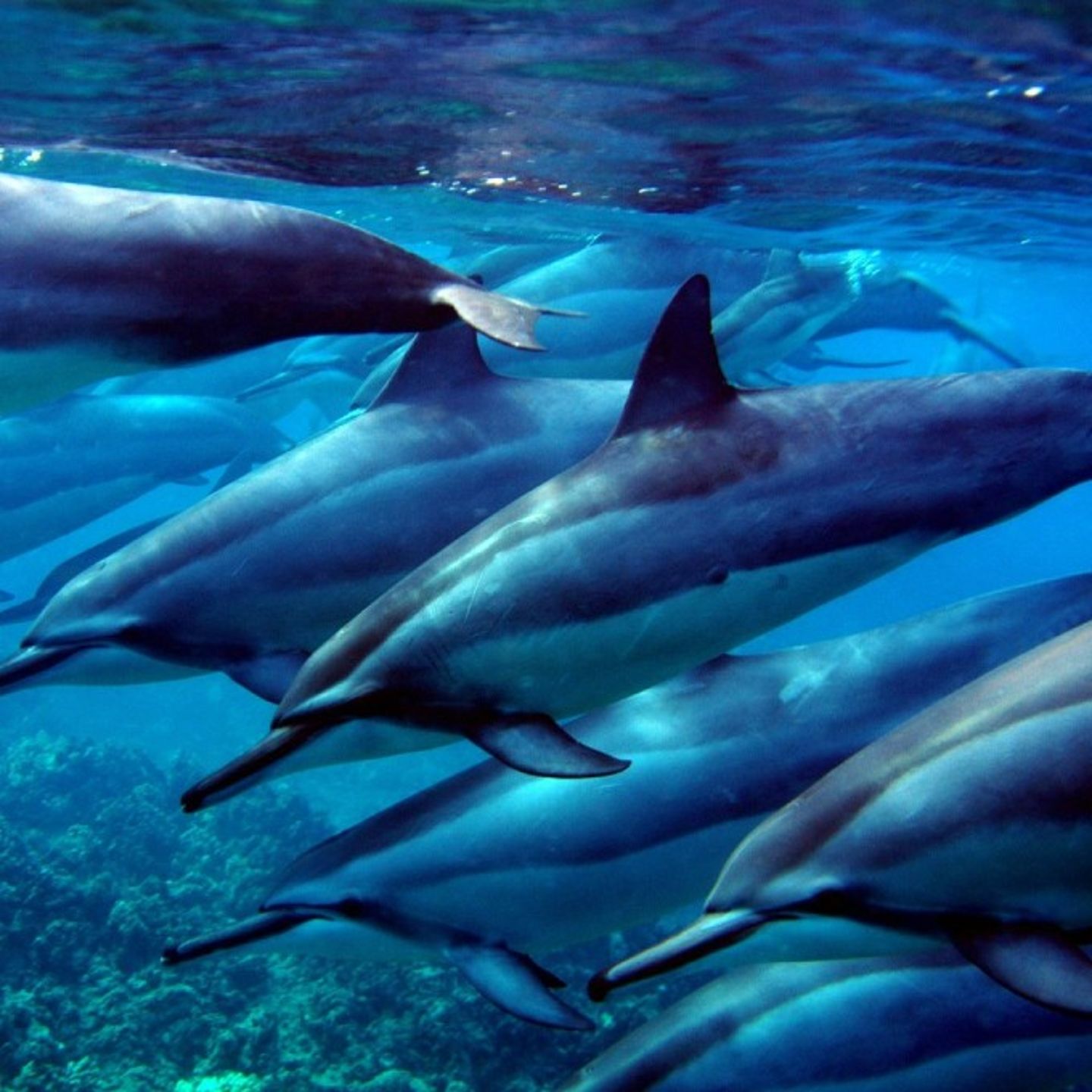 Dolphins