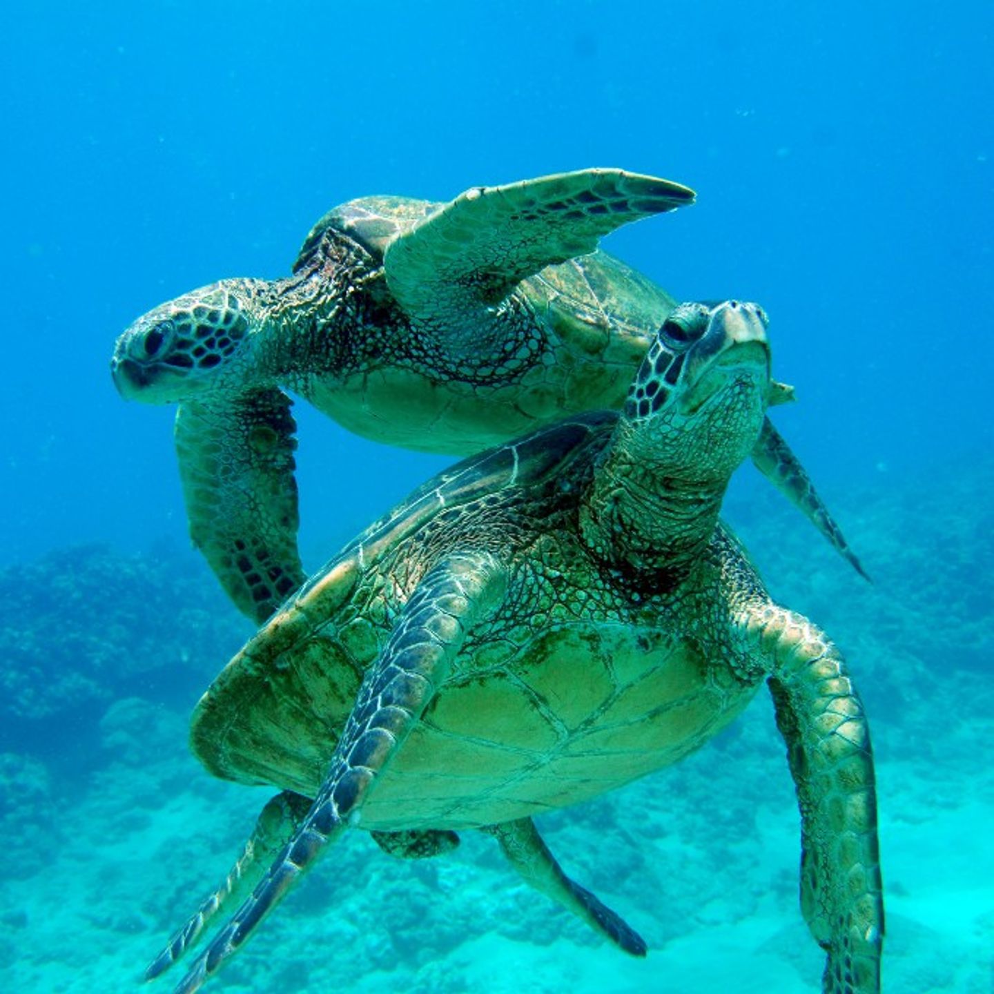 Turtles Swimming