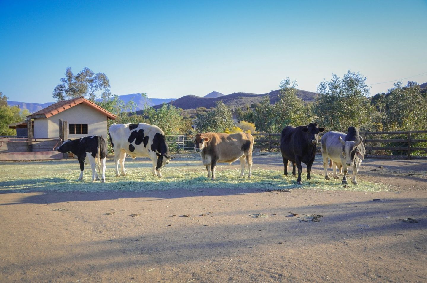 Cows on farm