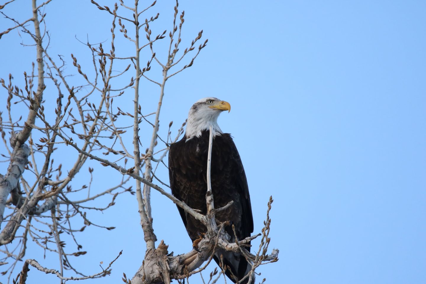 Bald eagle