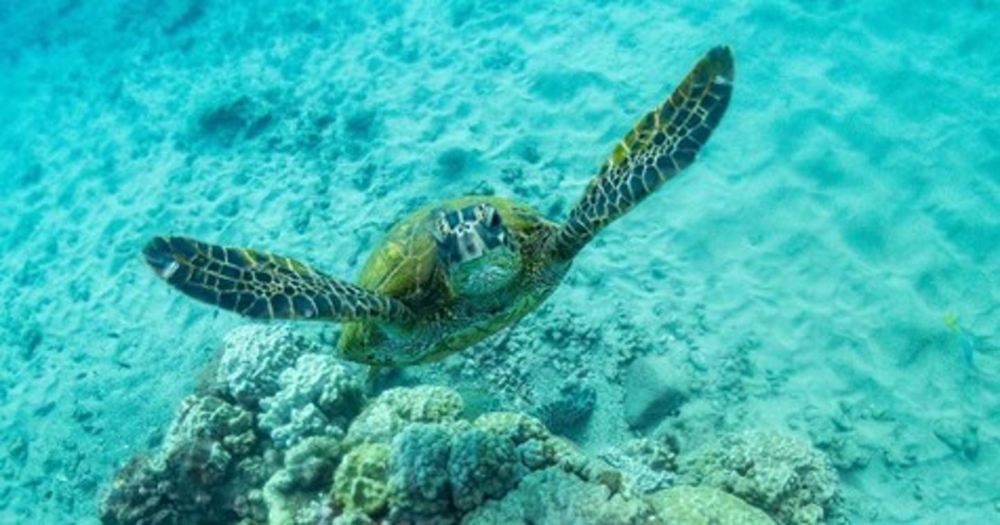 Sea turtle
