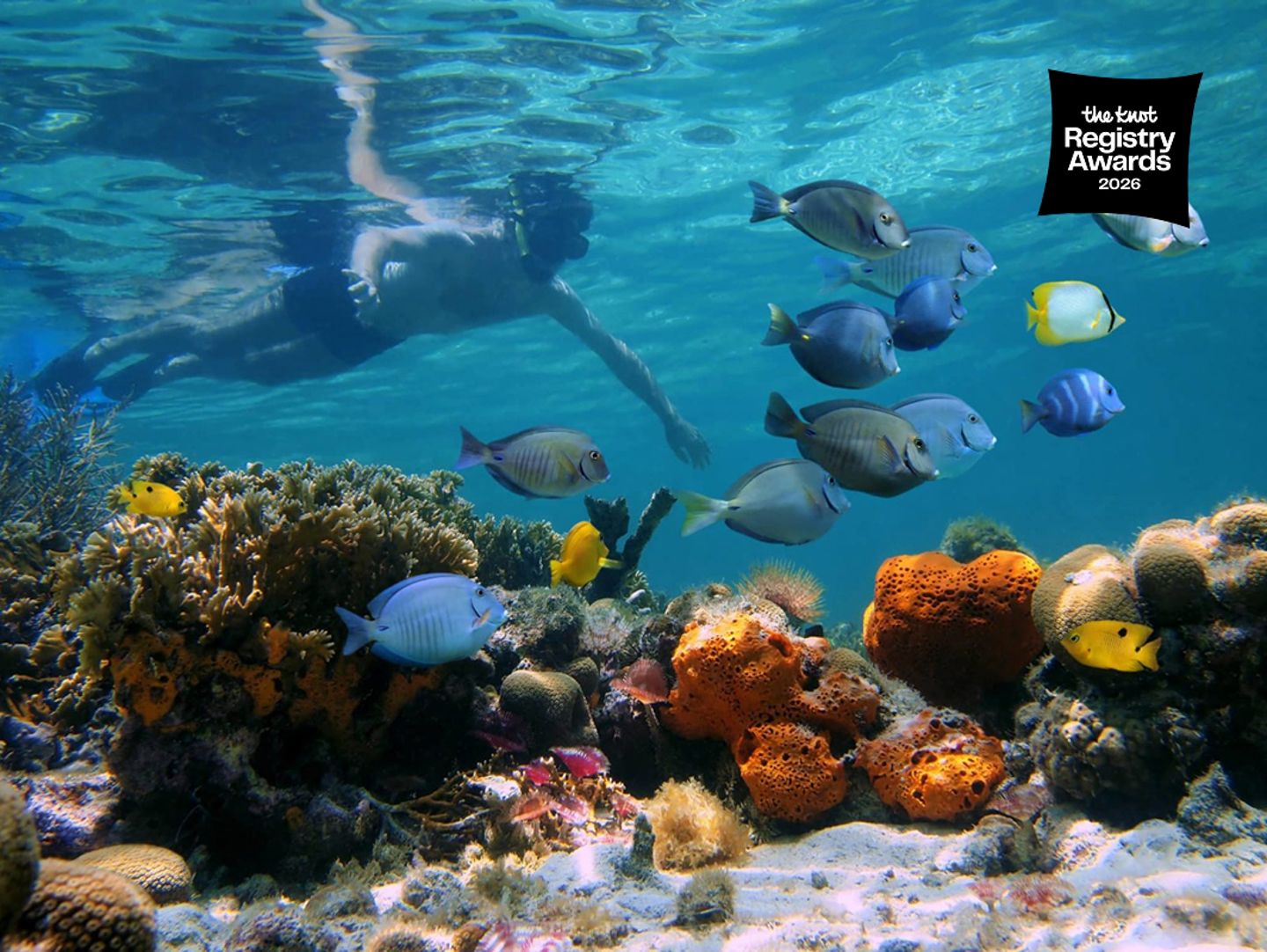 Reef Snorkeling Tour The Knot Awards