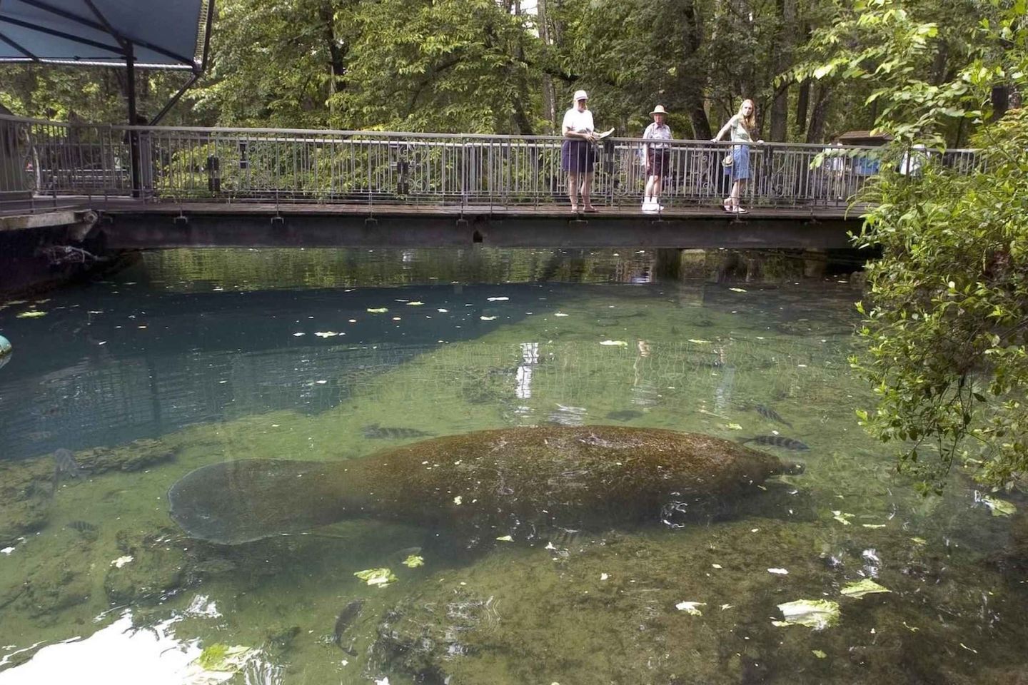 Manatees Sightseeing