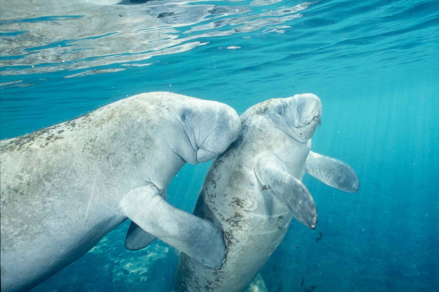 Manatees