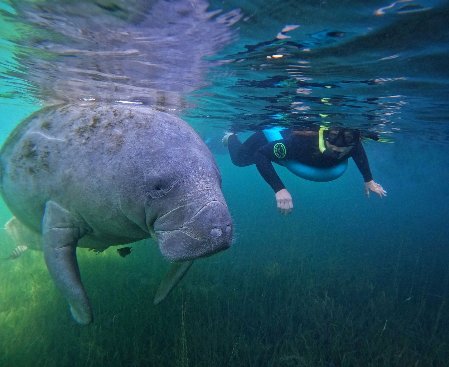 Snorkel with Manatees