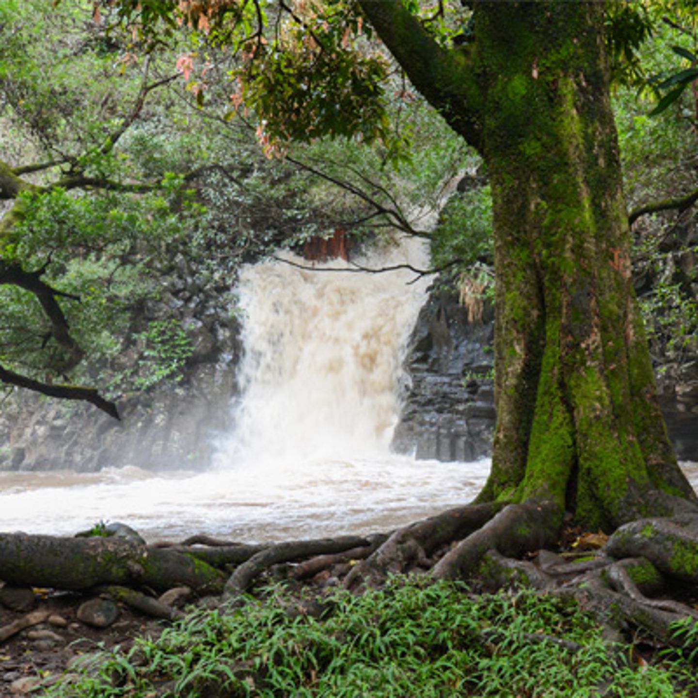 Rainforest Waterfalls