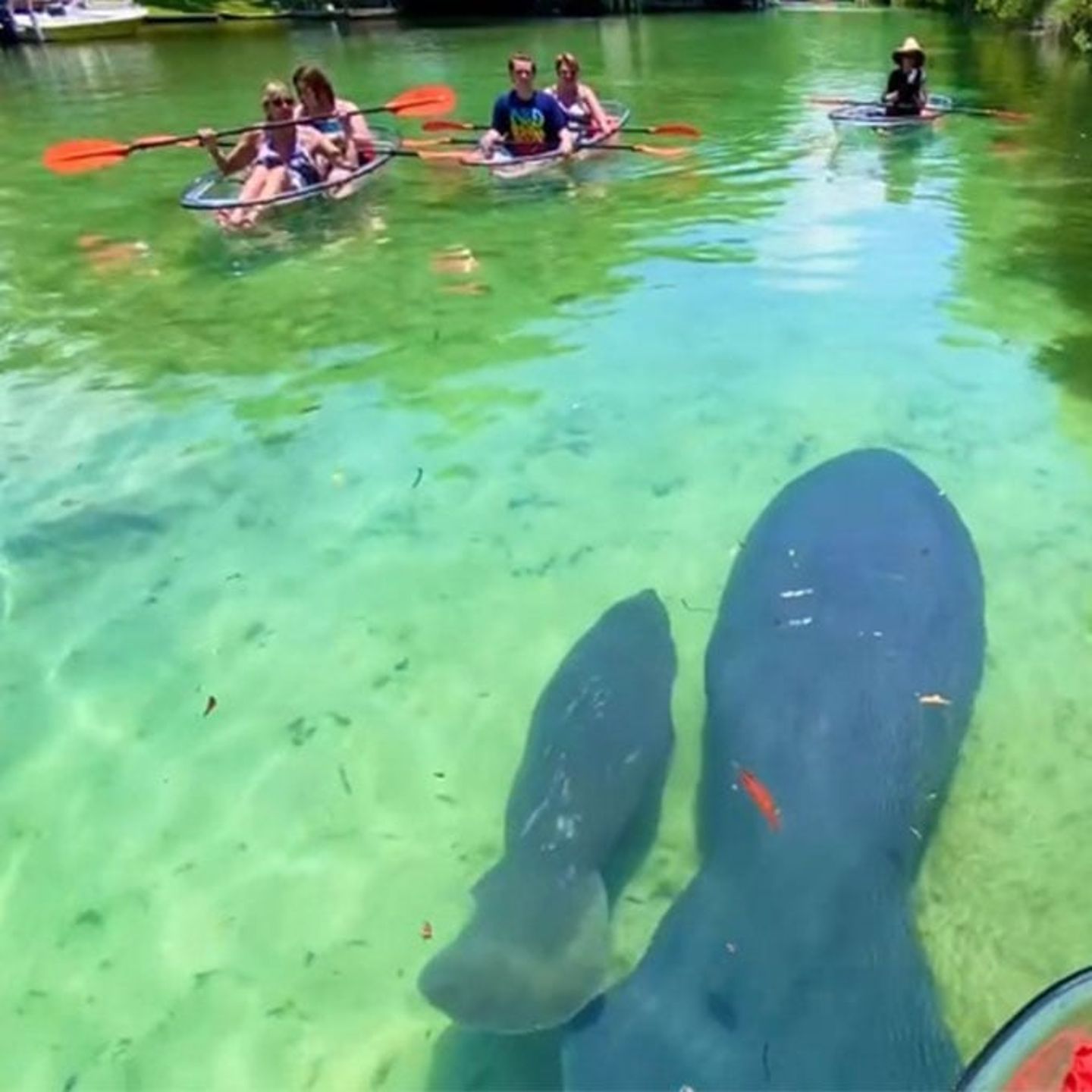 Kayak Manatee 