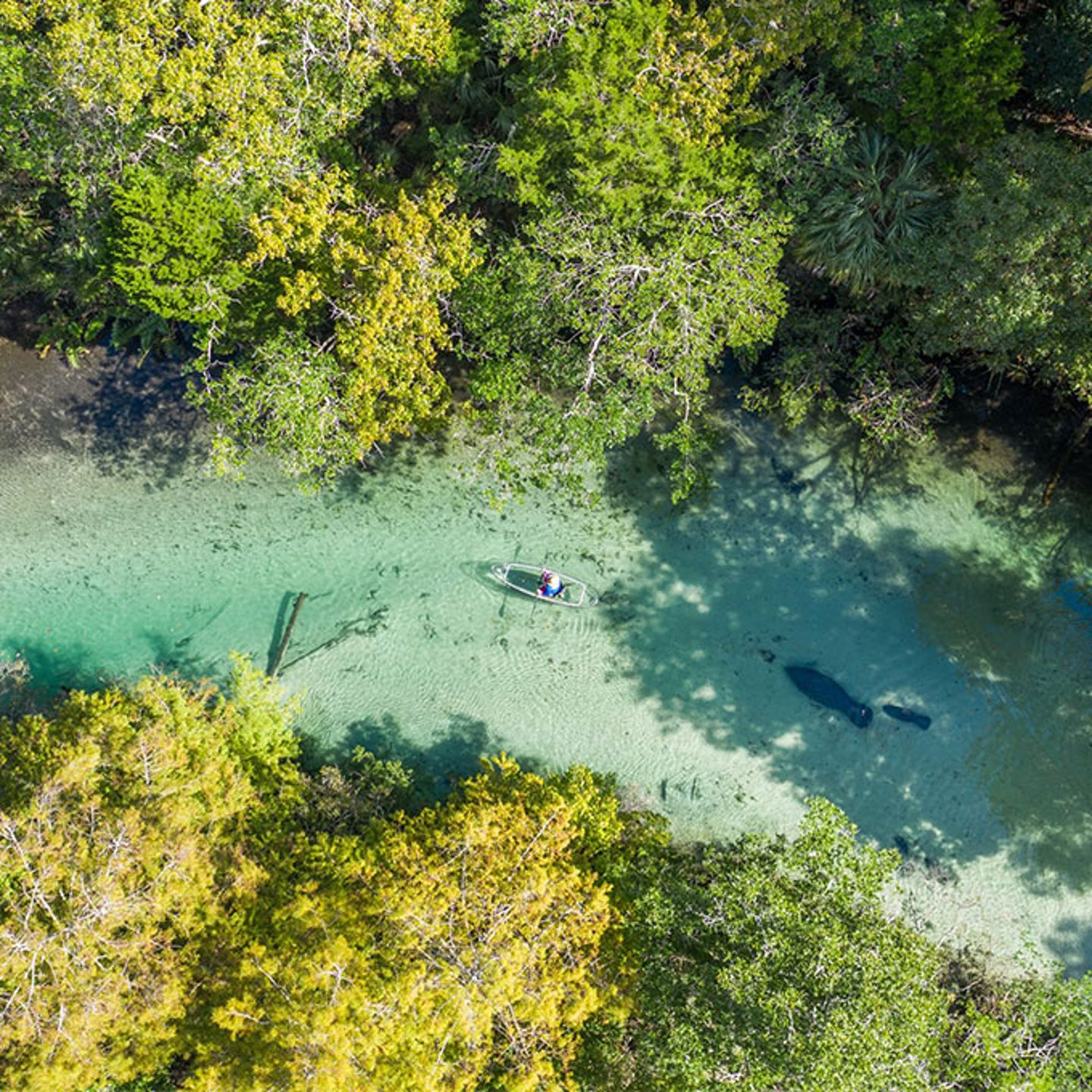 Kayak Ecotour