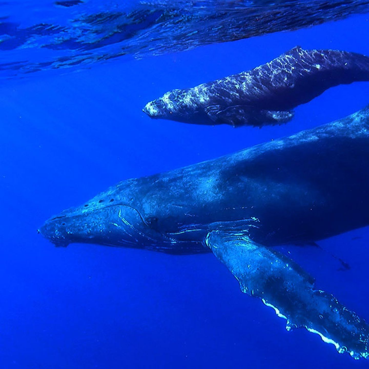 Maui Whale Tour