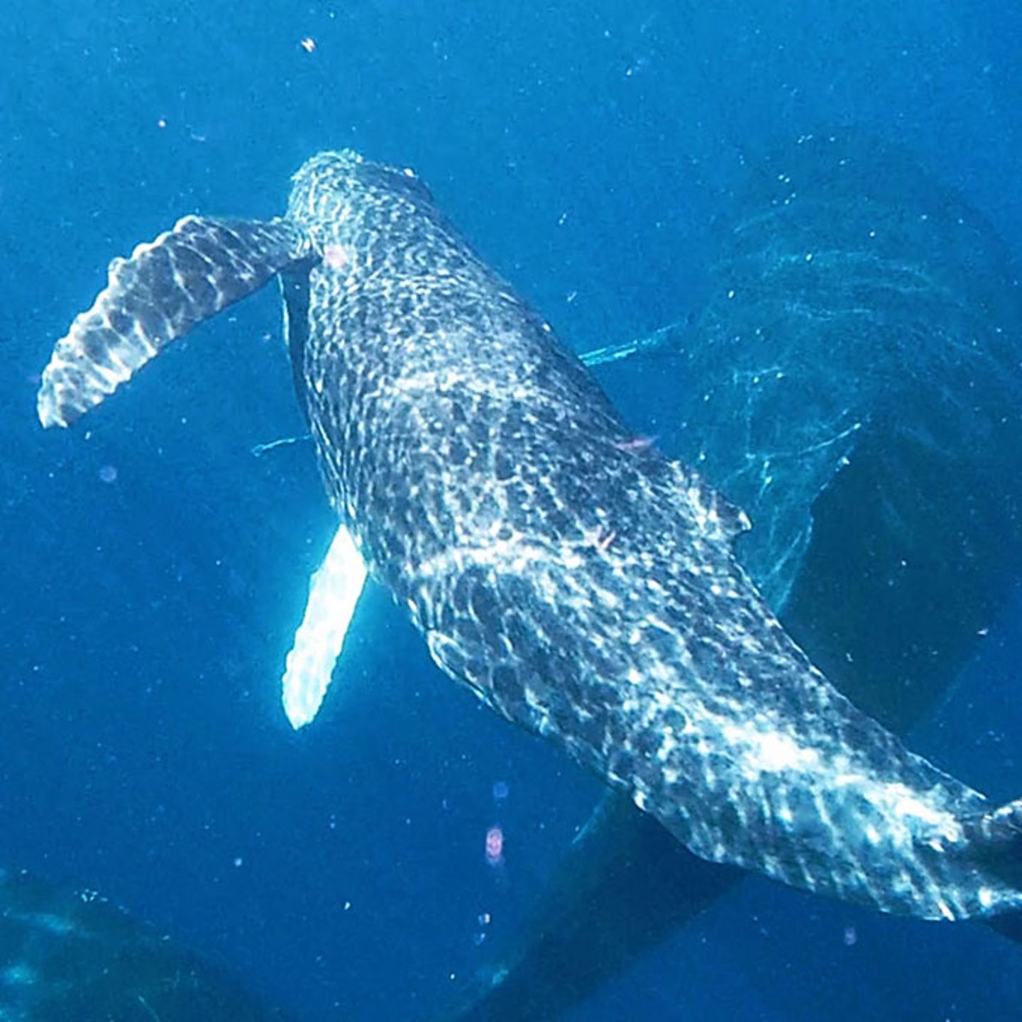 Whale Watching in Maui