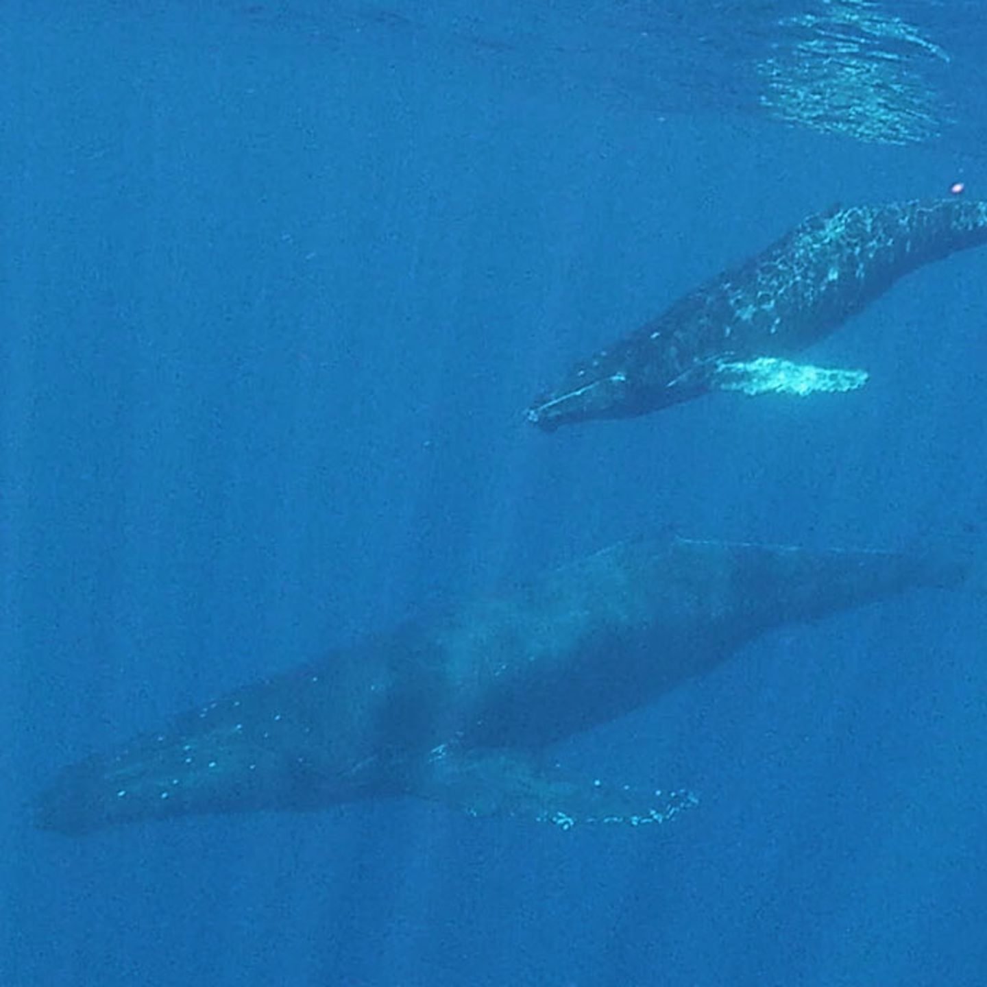 Kayak Tour in Maui