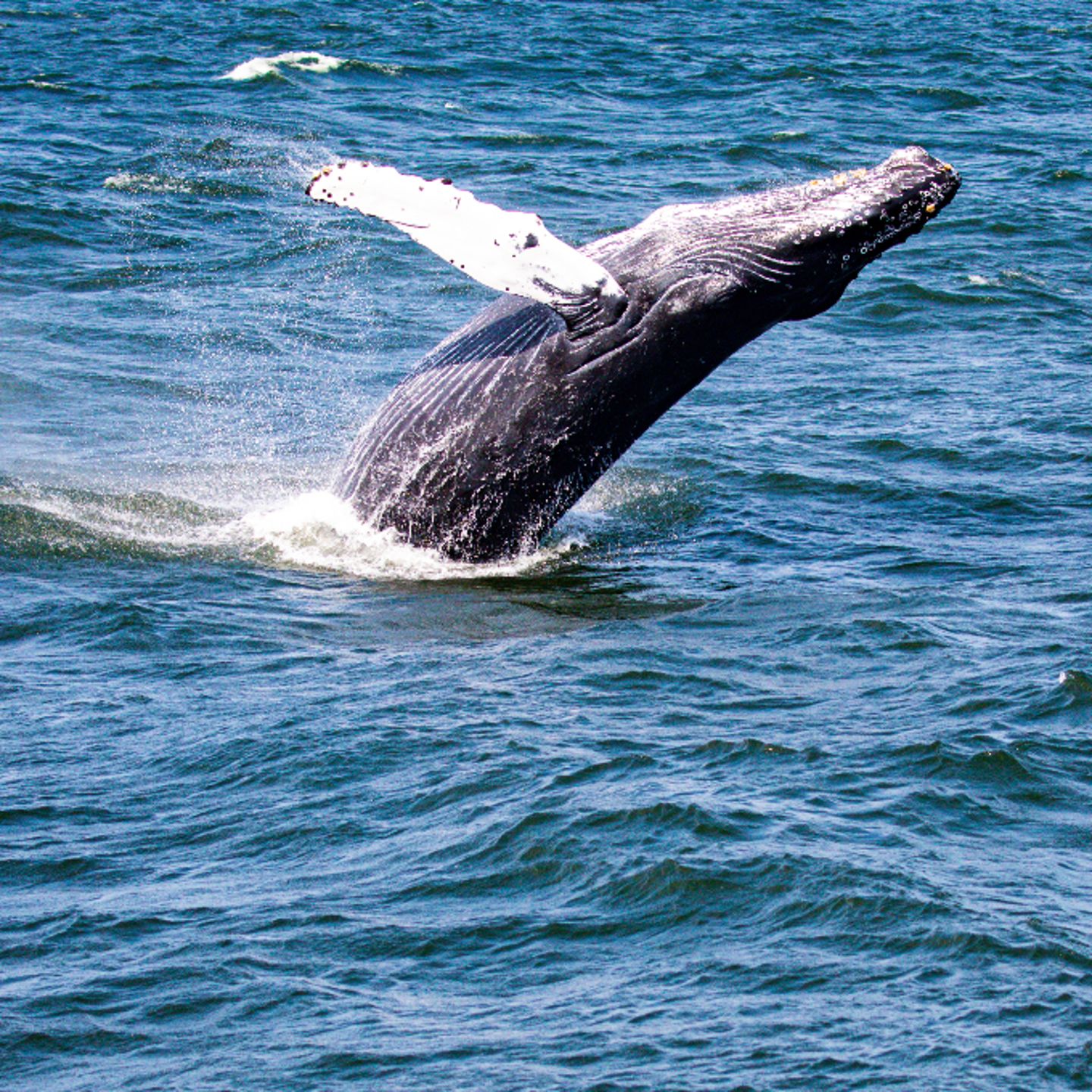 Whale breaching up close