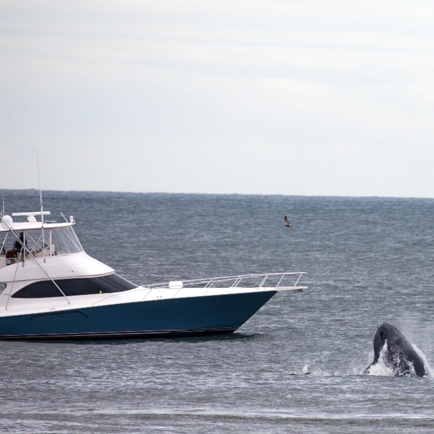 Boat next to whale