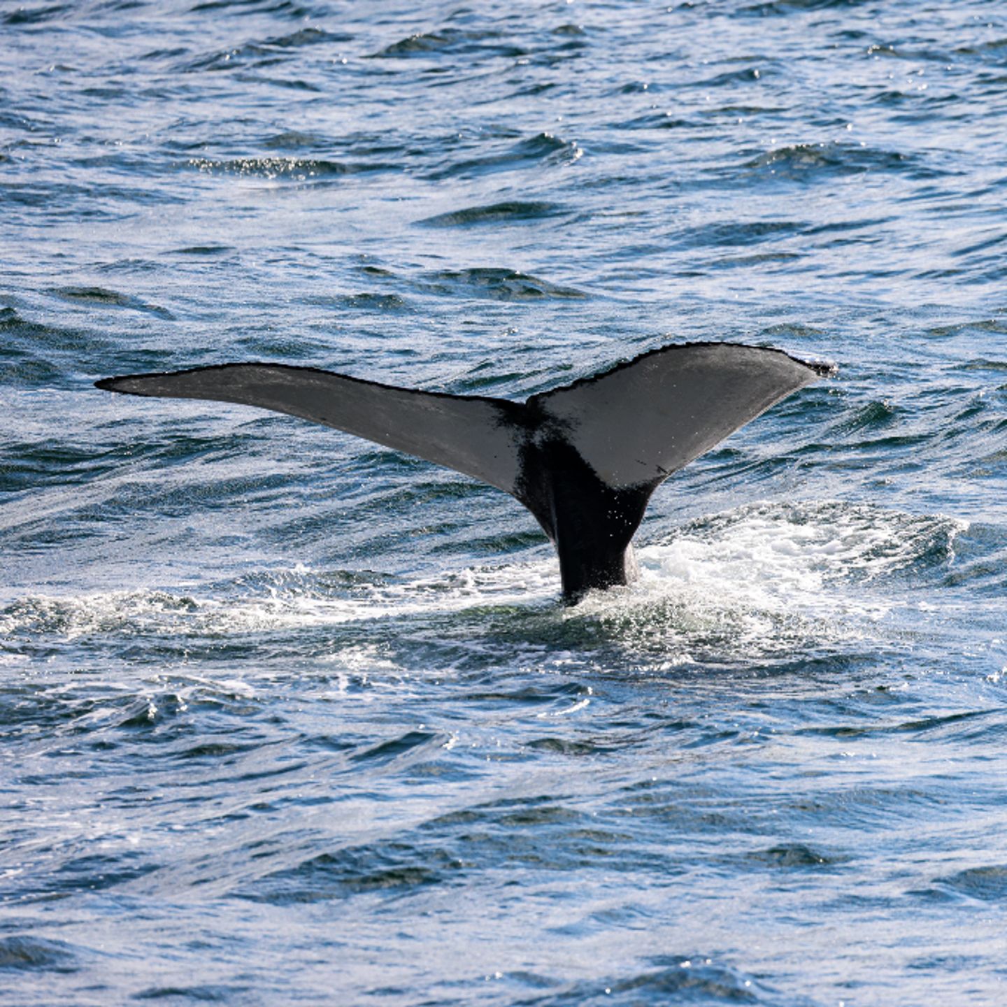 Whale tail