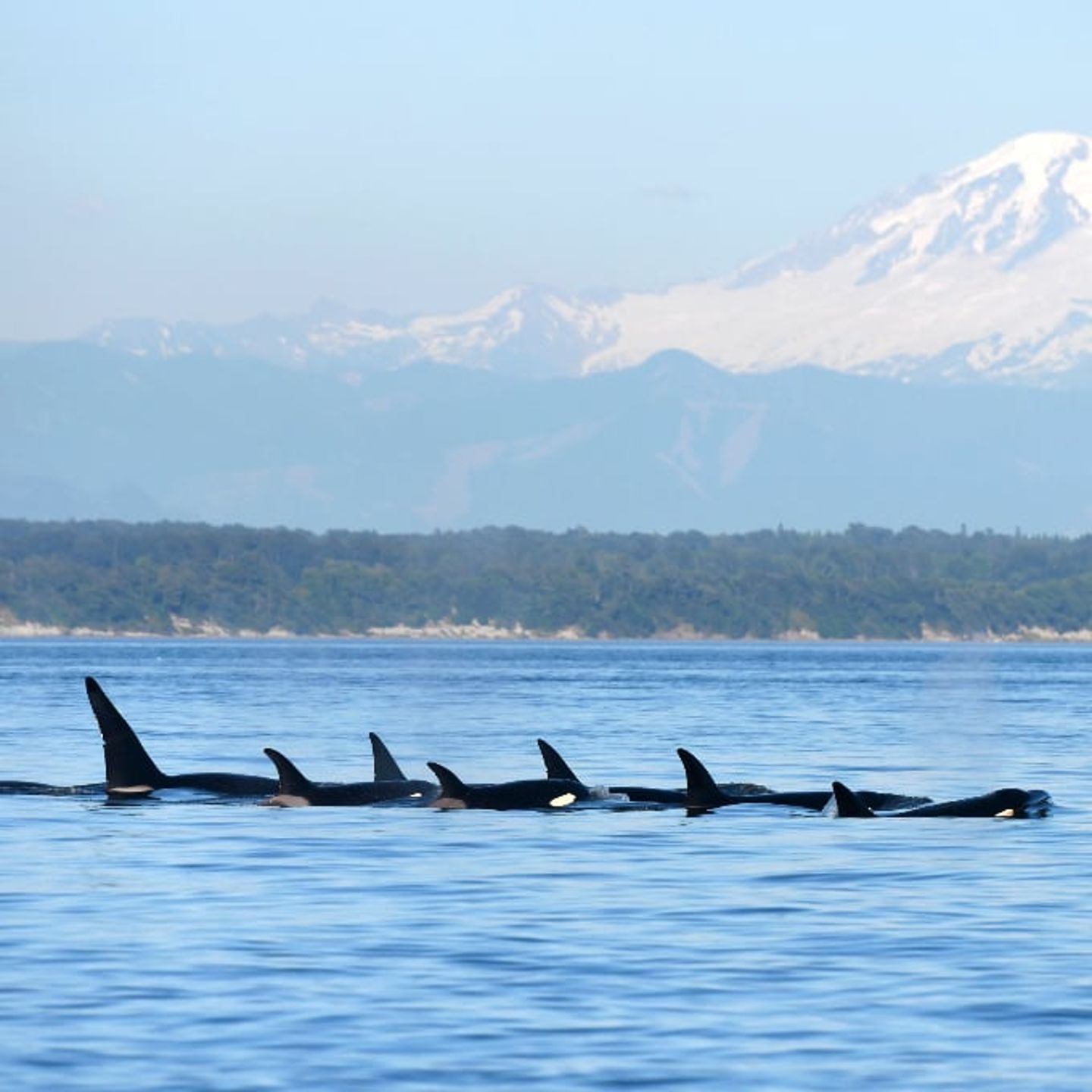 Whales swimming