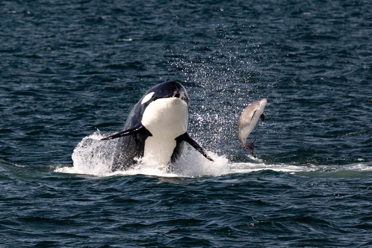 Whales