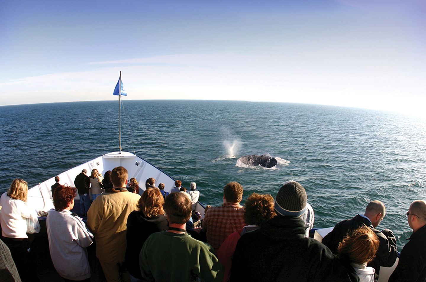 Whale Watching Cruise