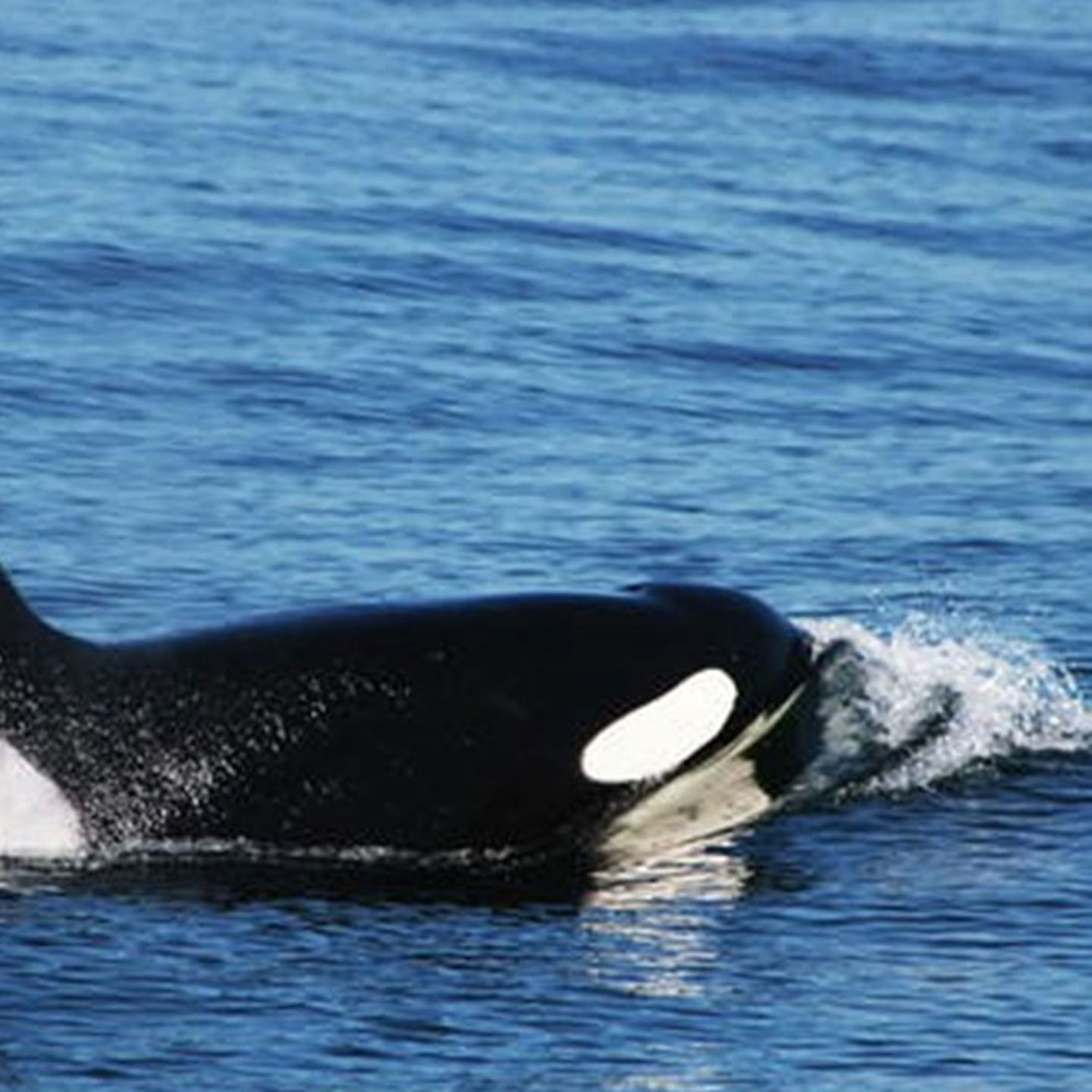Whale Watch