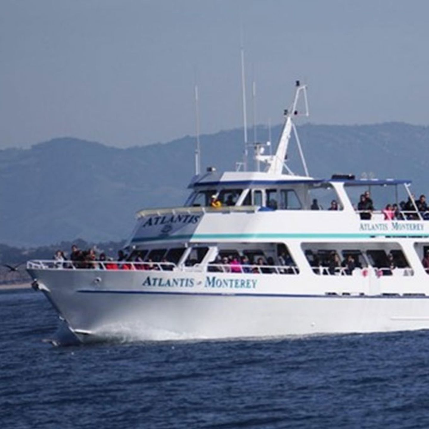 Whale Cruise