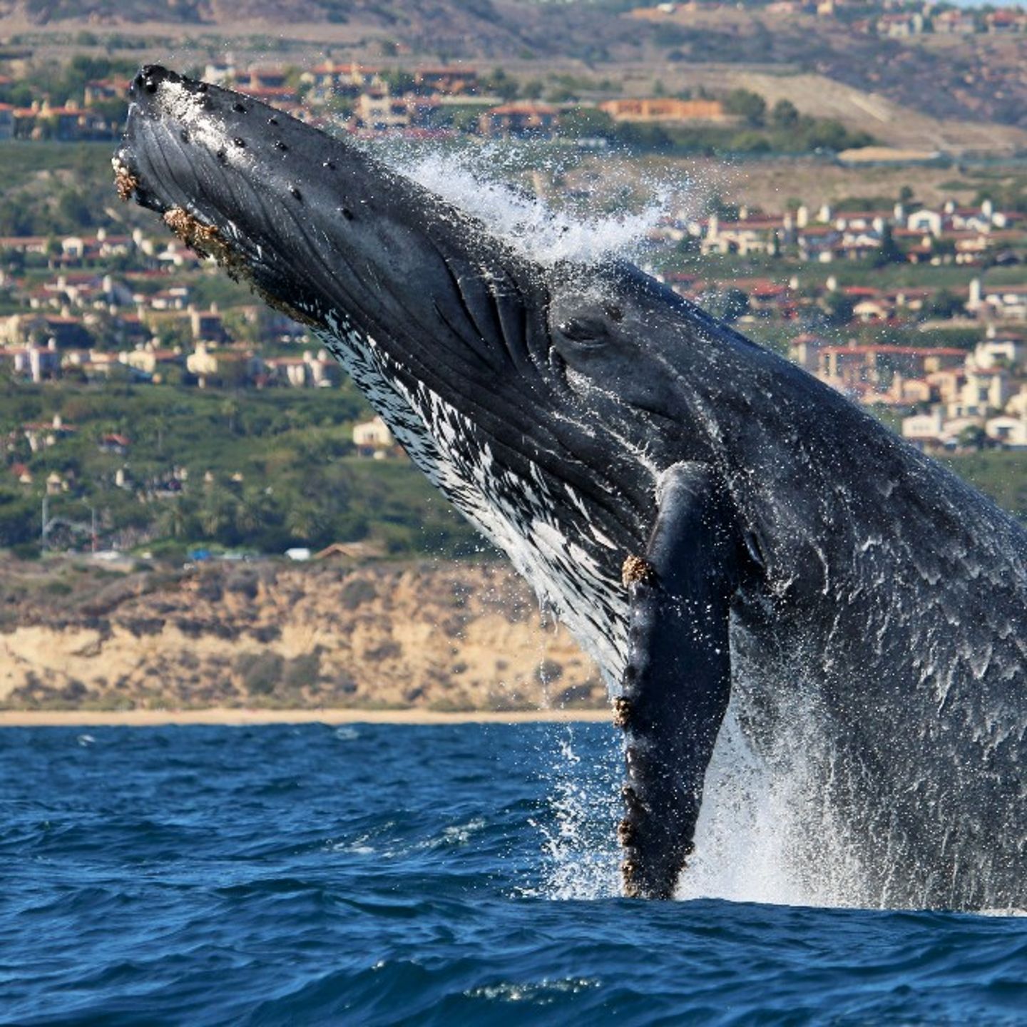 Whale breaching