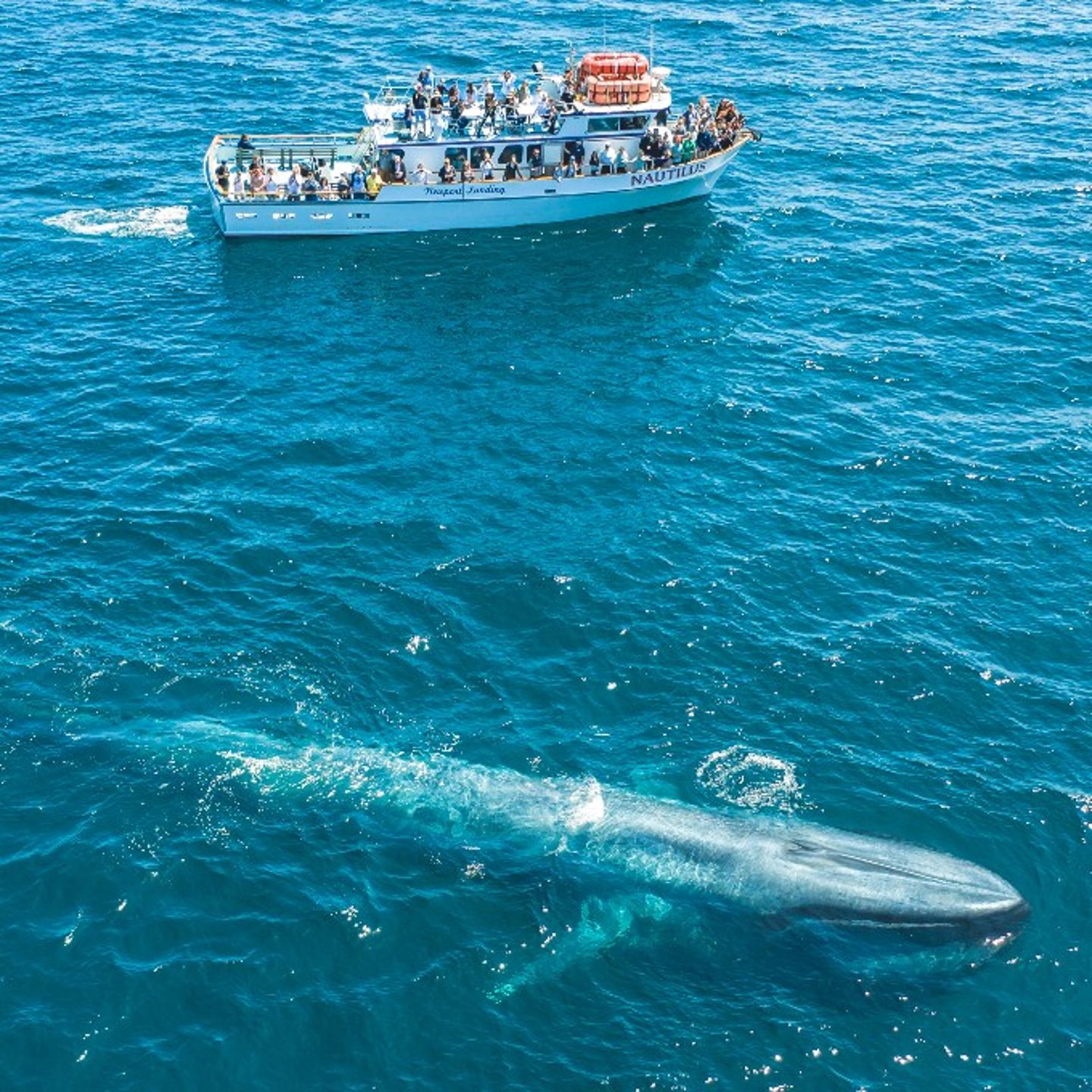 Whale swimming near boat