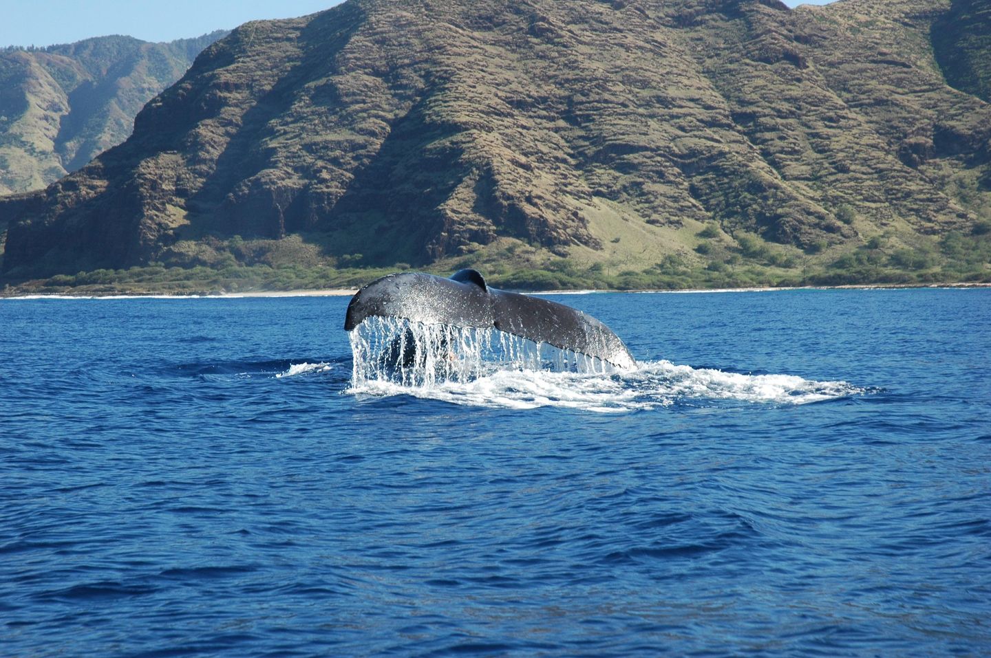 Whale tail
